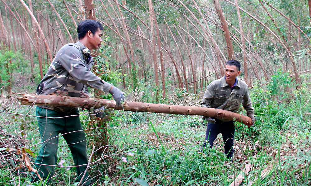  Những cánh rừng hồi sinh sau bão lũ 